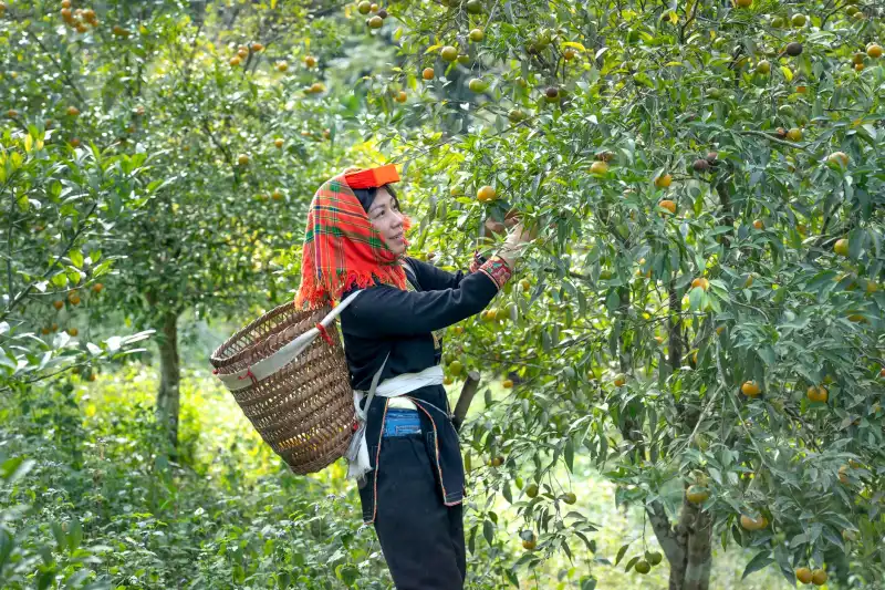 年轻消费群体偏爱帆布鞋：批发商如何抓住时尚舒适双需求